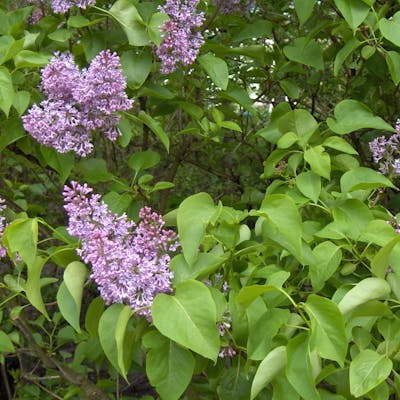Lilac - adding fragrance to British hedgerows and gardens since the 1500s