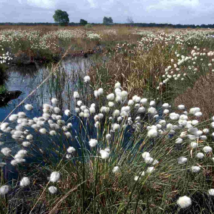 Fenn’s, Whixall and Bettisfield Mosses