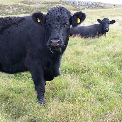 Welsh Black cattle - black gold from the Welsh hills