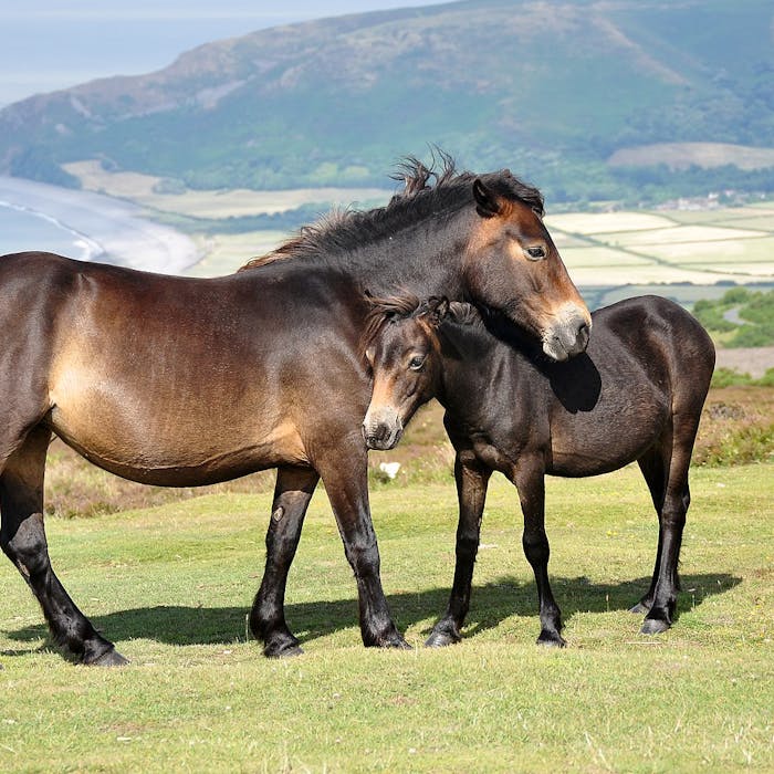 Exmoor pony
