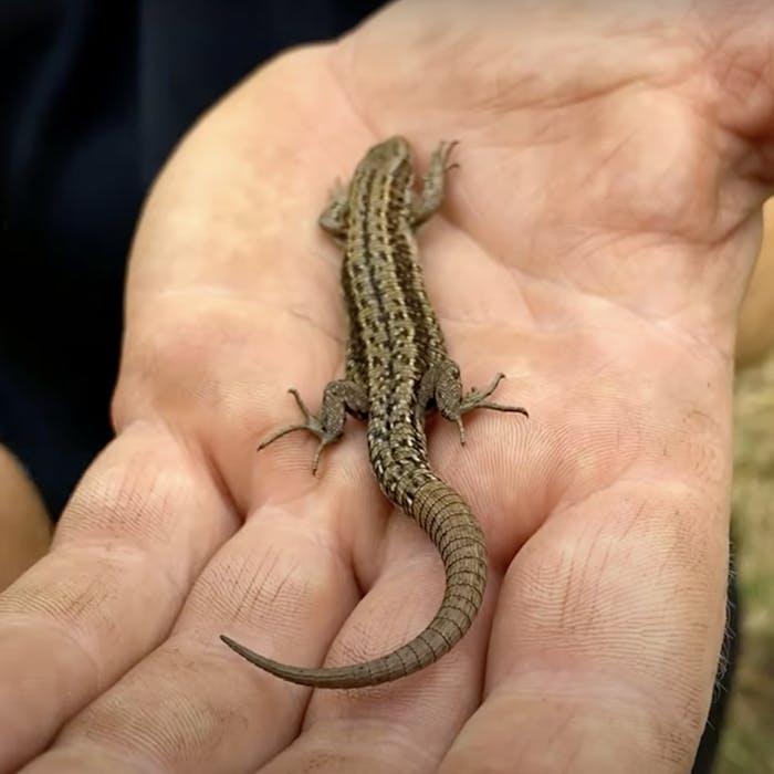 The common lizard - one of our three native lizards