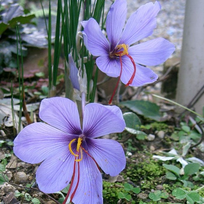 Croydon - once upon a time, full of flowers