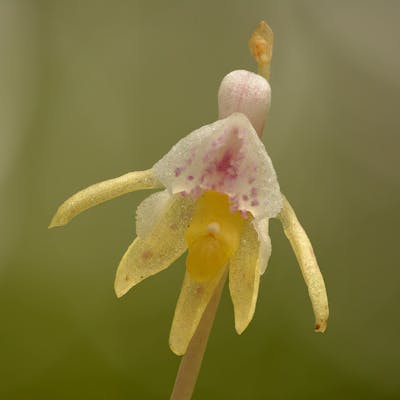 Back from the dead - the Ghost Orchid