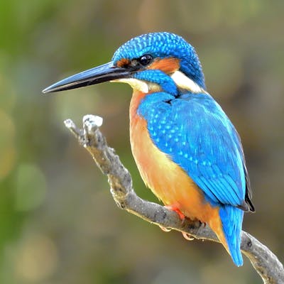 The colourful Kingfisher - a rare but memorable sight