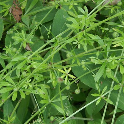 Cleavers - annoyingly successful