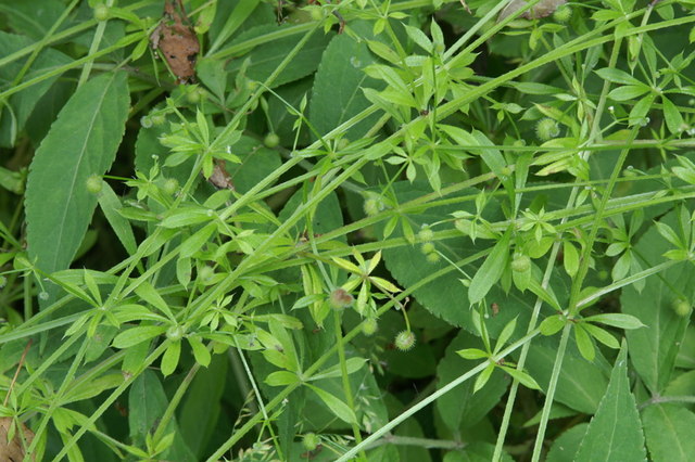 Cleavers - annoyingly successful - Plant - Bite Sized Britain - Britain ...