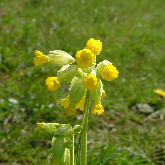 The cowslip - a spring delight in sunny meadows