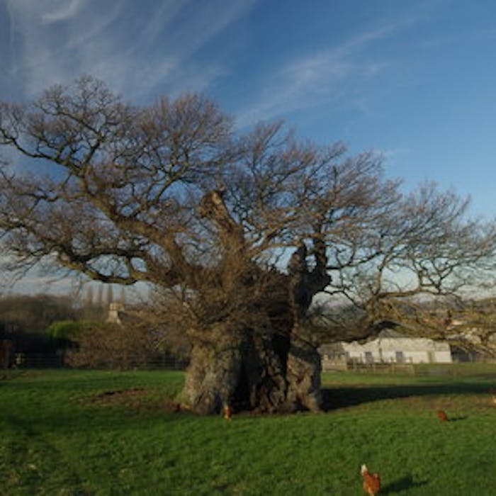 The Bowthorpe Oak