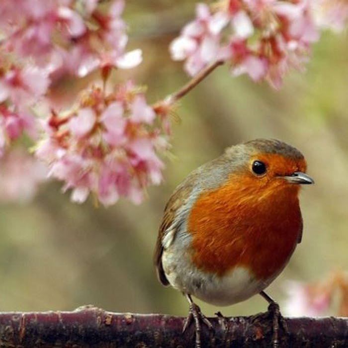 Robin redbreast – the UK’s favourite bird