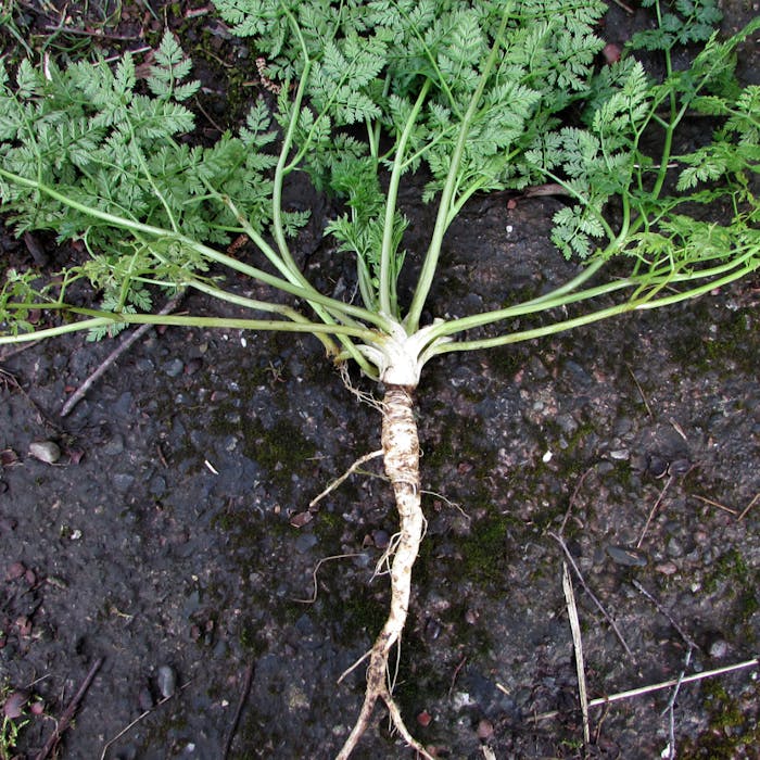 Hemlock - a deadly plant closer than you think