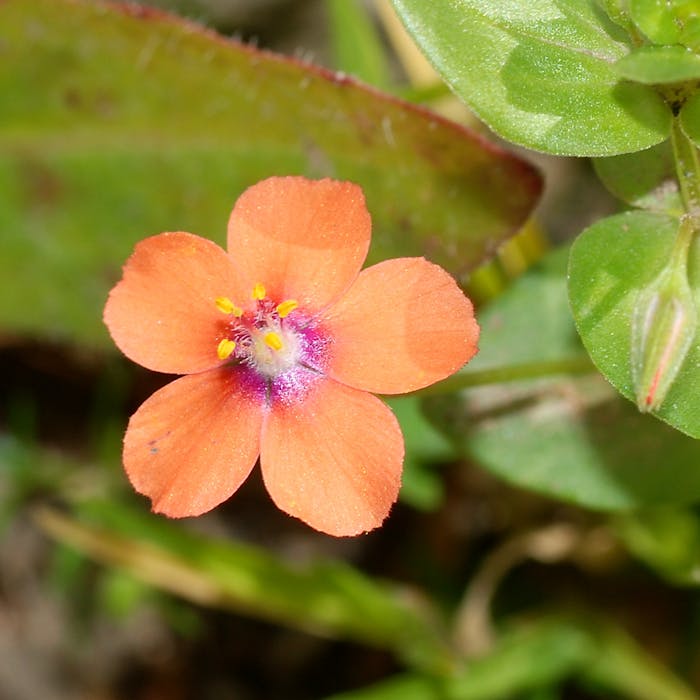 Seek out the Scarlet Pimpernel