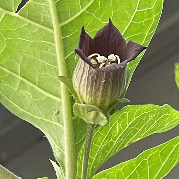 Atropa belladonna - Deadly Nightshade