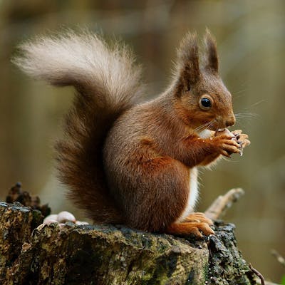 The Red Squirrel - rare, but they're the natives!