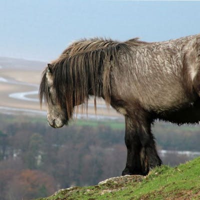 Snowdonia's unique Pony breed