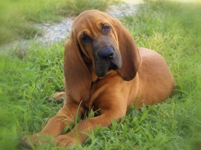 Bloodhound nose hot sale