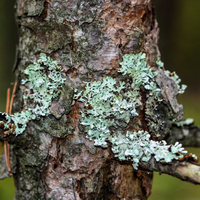 Lichens - growing in a world of their own