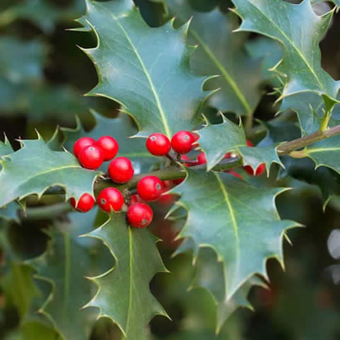 Holly - brightening the winter woods