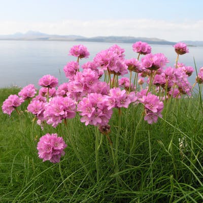 Thrift - beautiful pink wild flowers of the British coastline