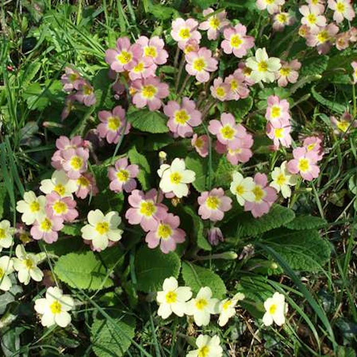 Primrose - a sign of Spring flourishing