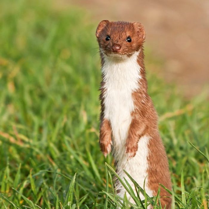 The Weasel - Britain's smallest carnivore