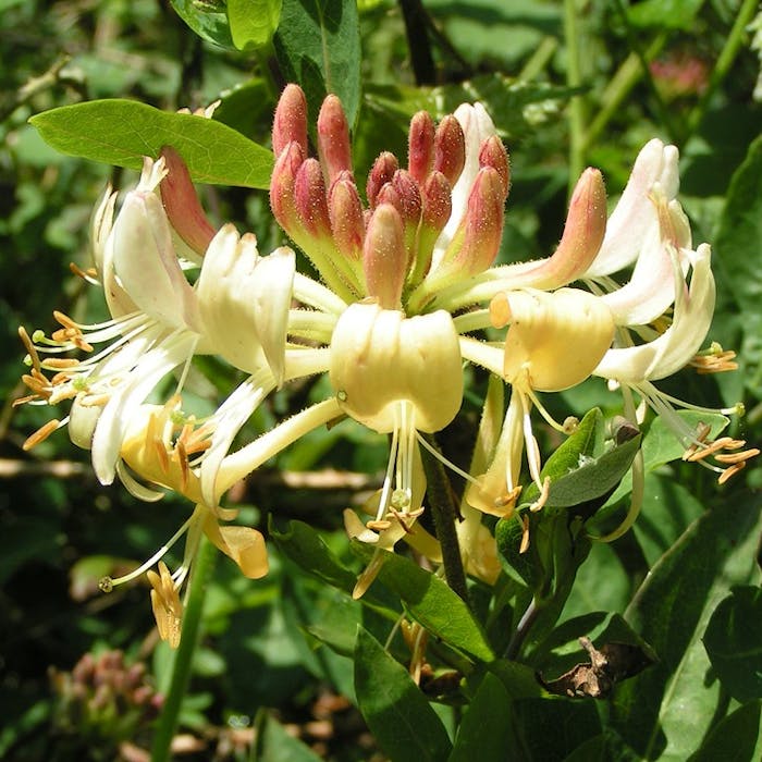 The night-scented native honeysuckle