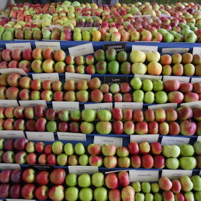 Tickle your tastebuds at the Brogdale National Fruit Collection