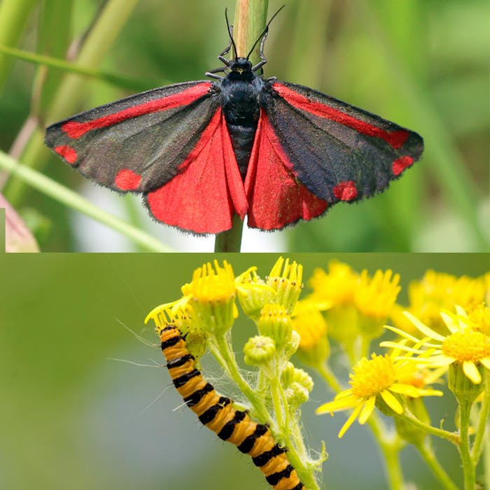 Cinnabar moths and Ragwort - a colourful combination