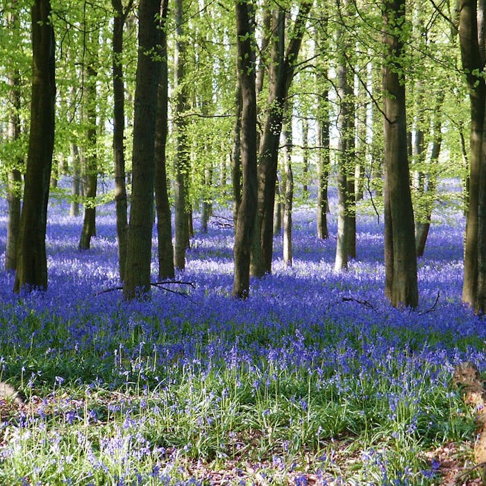 The bluebell - the nation's favourite wildflower