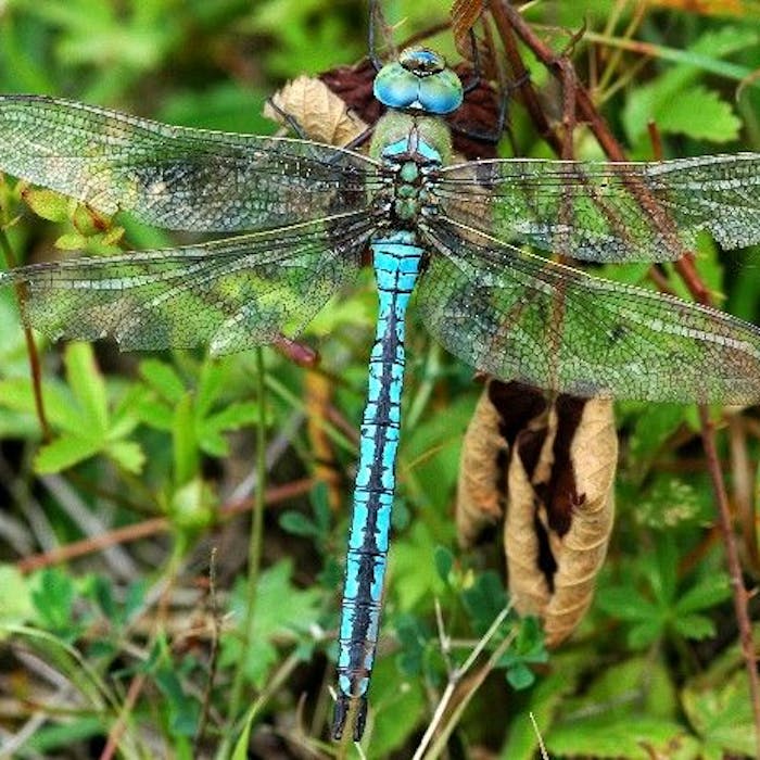 Dragonflies and damselflies - 57 delightful varieties