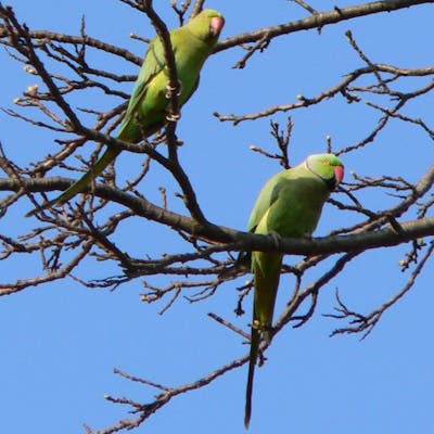 Colourful migrants: the feral parakeets of the UK