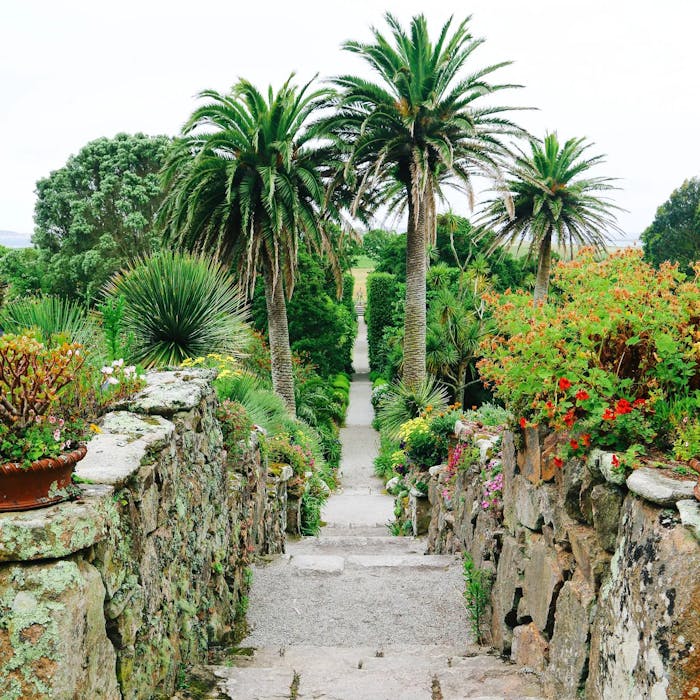 Tresco's tropical gardens - on the Isles of Scilly