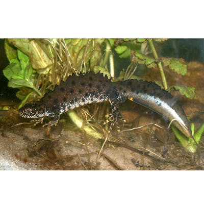 Great Crested Newt - scourge of housebuilders!