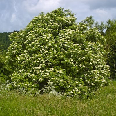 The Elder tree - protected by a female spirit
