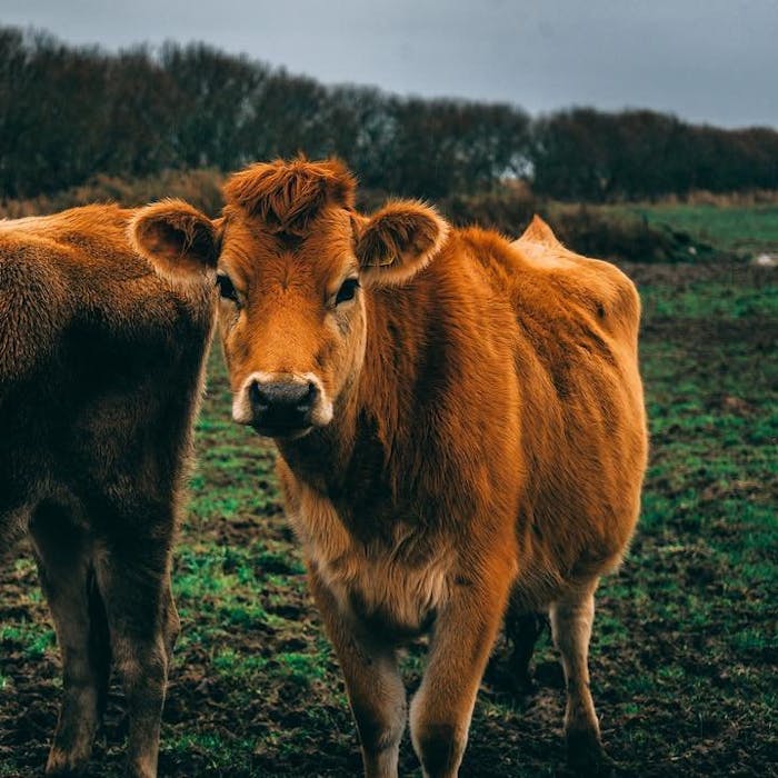 Jerseys and Guernseys - traditional British breeds of cattle