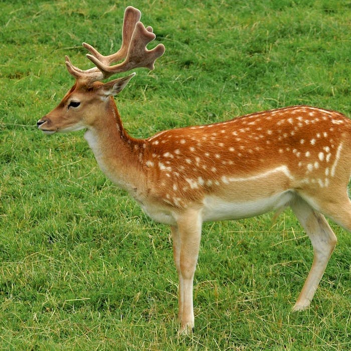 Fallow Deer - Norman invaders
