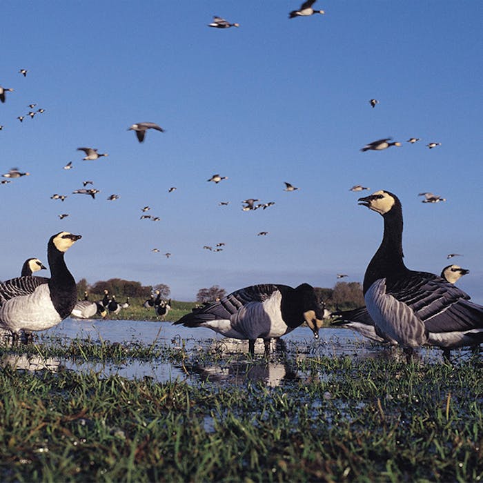 Winter bird visitors head for the wetlands