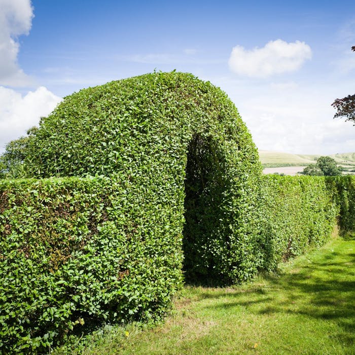 Garden or Japanese privet - the great British hedging plant