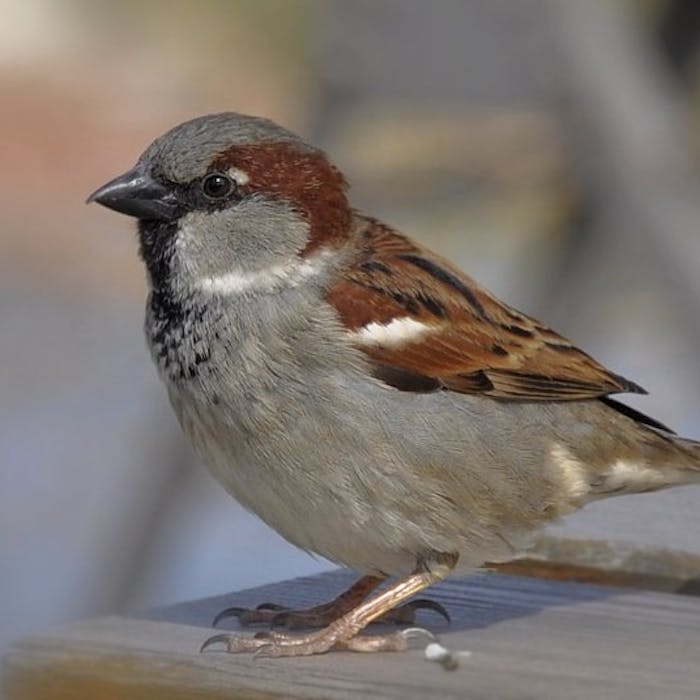 House sparrow - Mankind's feathered companion