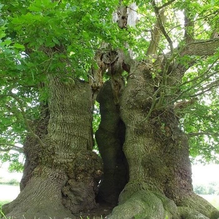 Britain's oldest trees