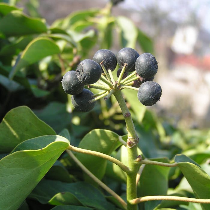 Ivy - much maligned but vital for nature