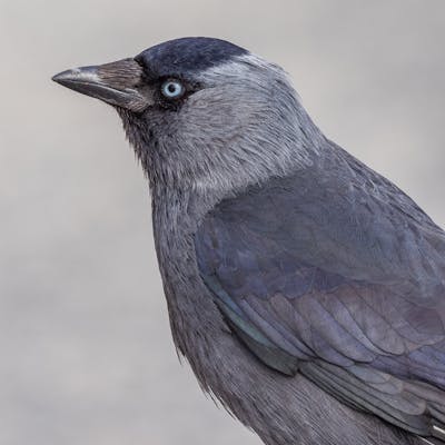 Jackdaw - our clever companion in the townscape
