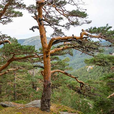 Scots pine - our only native pine tree