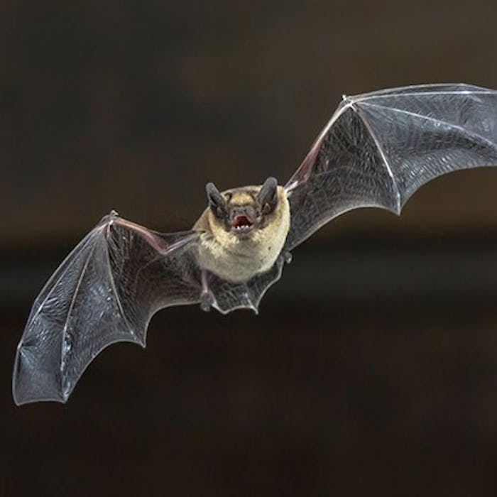 The Pipistrelle - our smallest bat