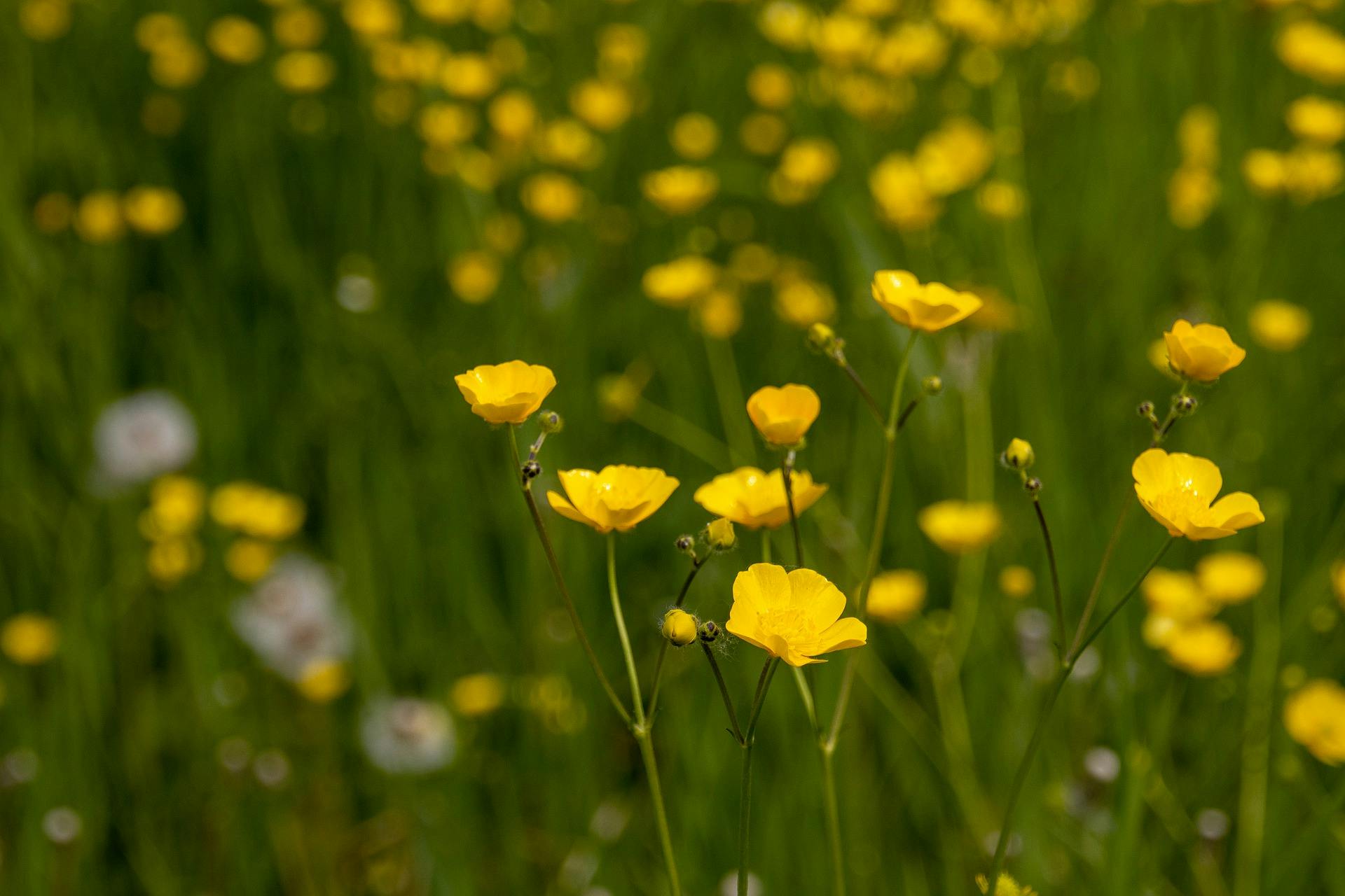 The meadow buttercup a pastoral pleasure Plant Bite Sized Britain