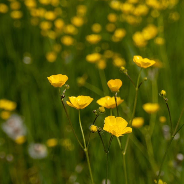The meadow buttercup - a pastoral pleasure