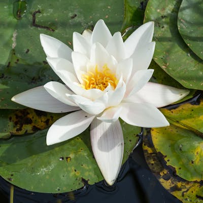 The white water lily - Britain's largest native wildflower