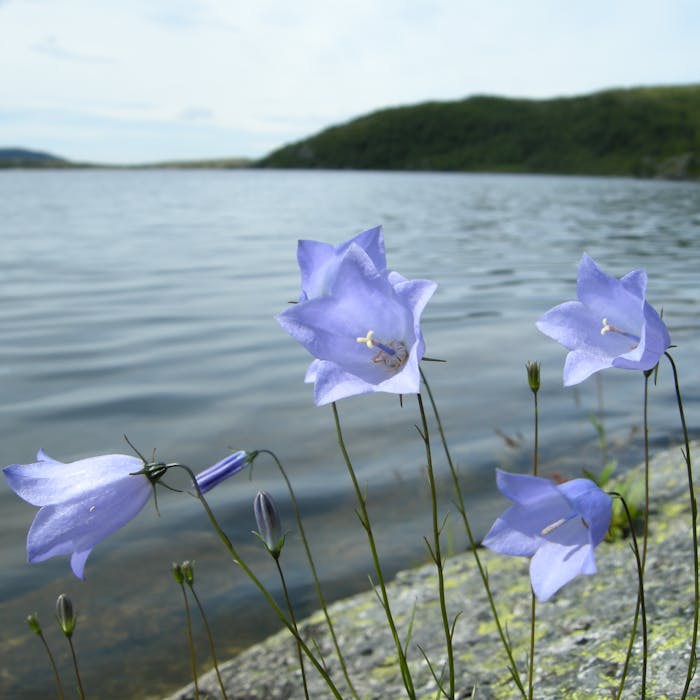 Harebell - the Scottish bluebell