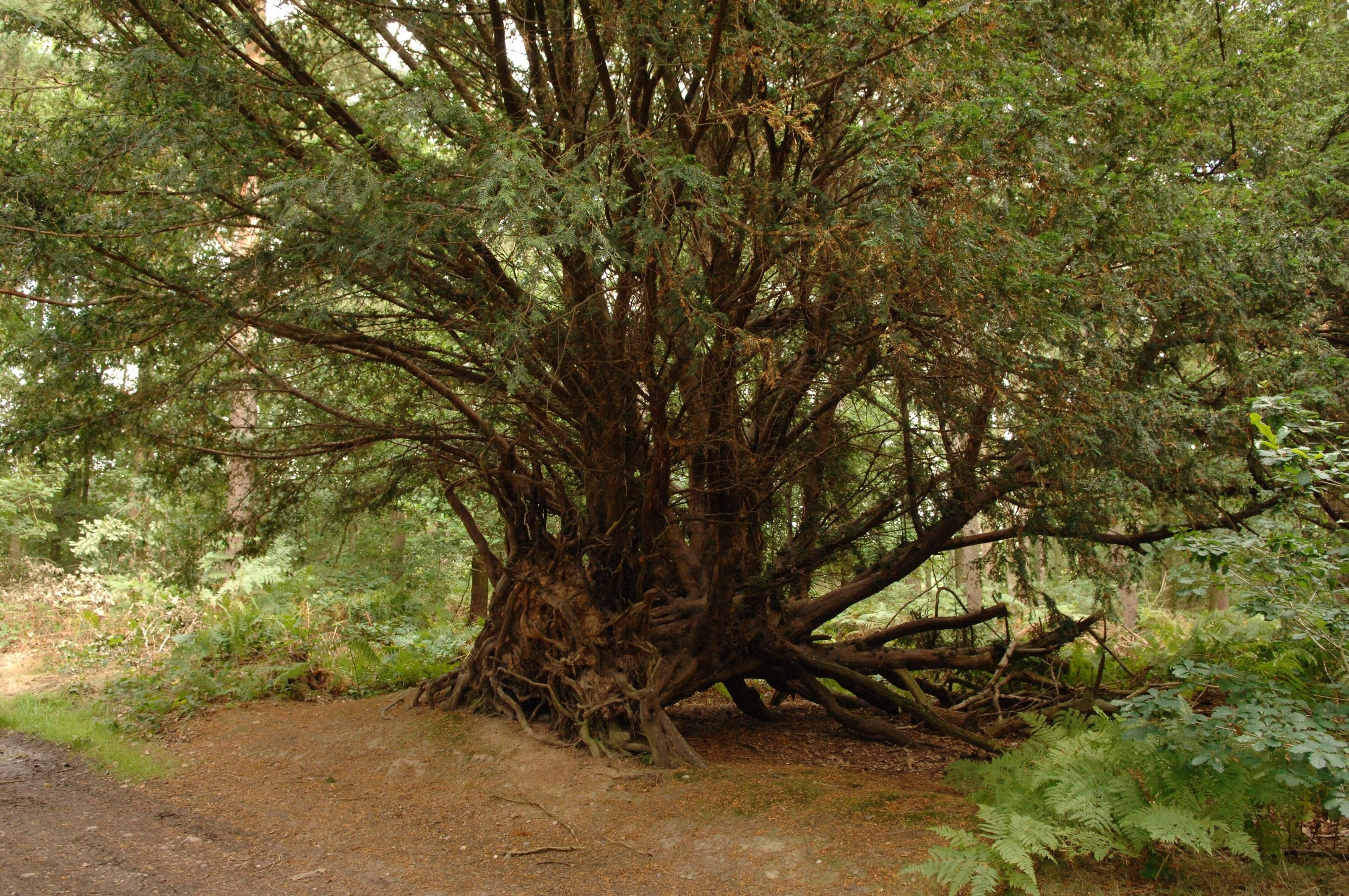 The Fortingall Yew - Britain's Oldest Tree - Tree - Bite Sized Britain ...