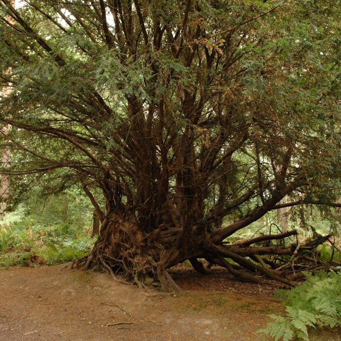 The Fortingall Yew - Britain's oldest tree