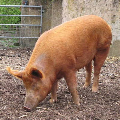 Tamworth pigs - police pigs on the run!